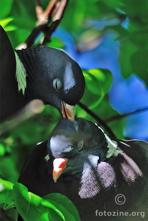 Birds Kiss