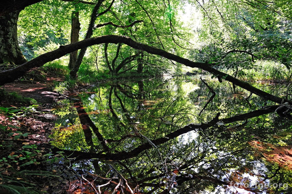 Šumsko ogledalo