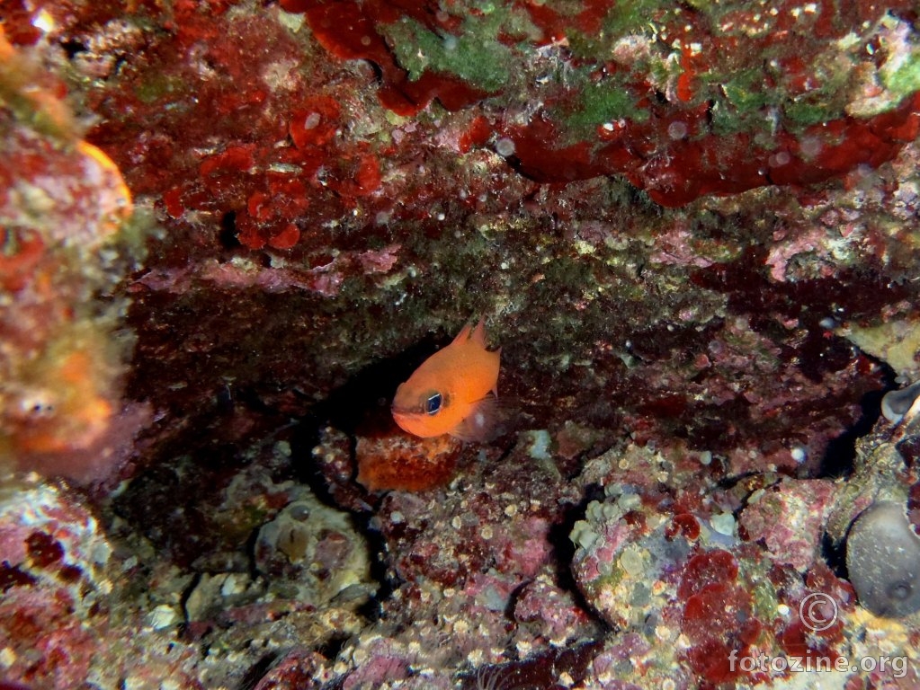 Mala crvena špiljska ribica