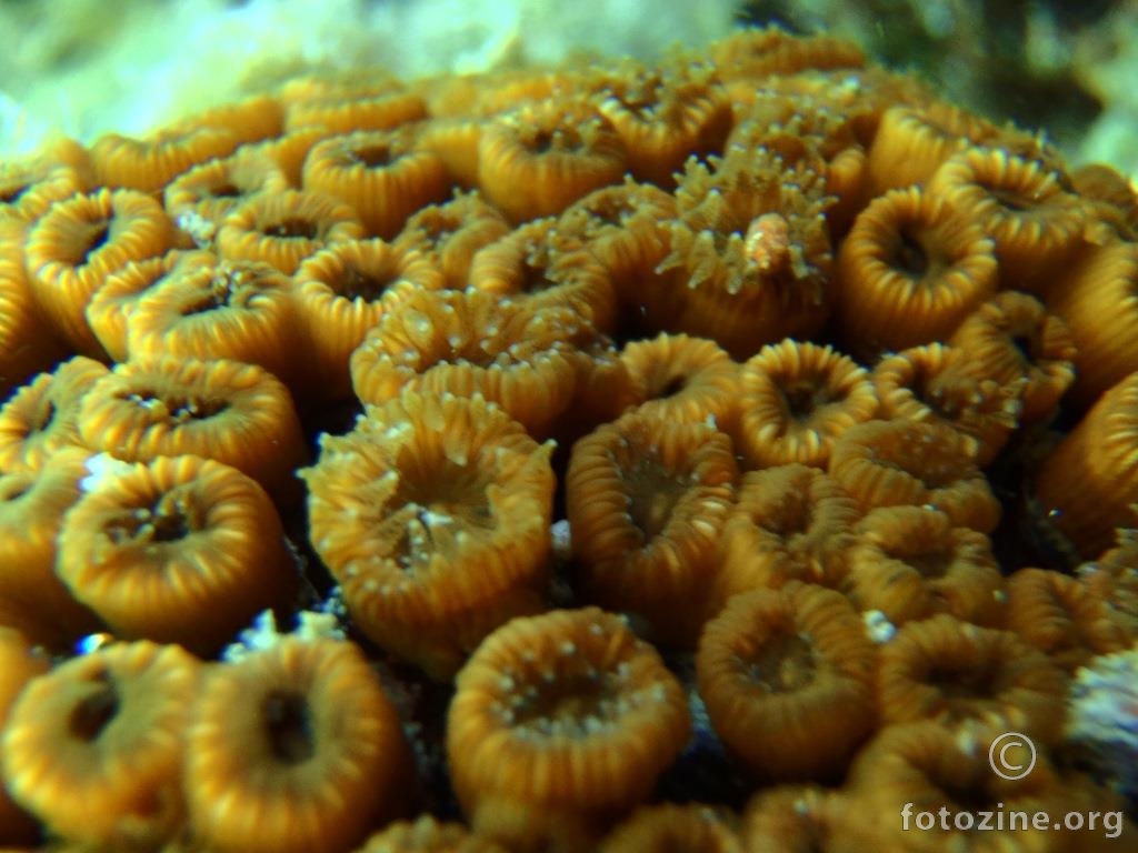 Busenasti koralj