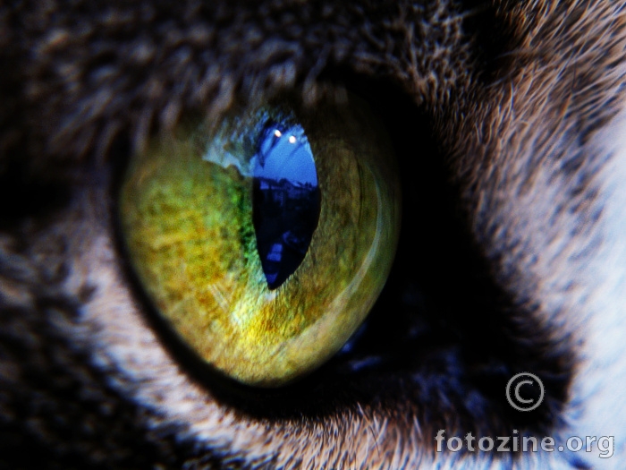 Cats eye vol.2