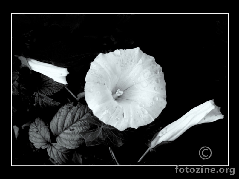 bijeli cvijet u crno bijelom