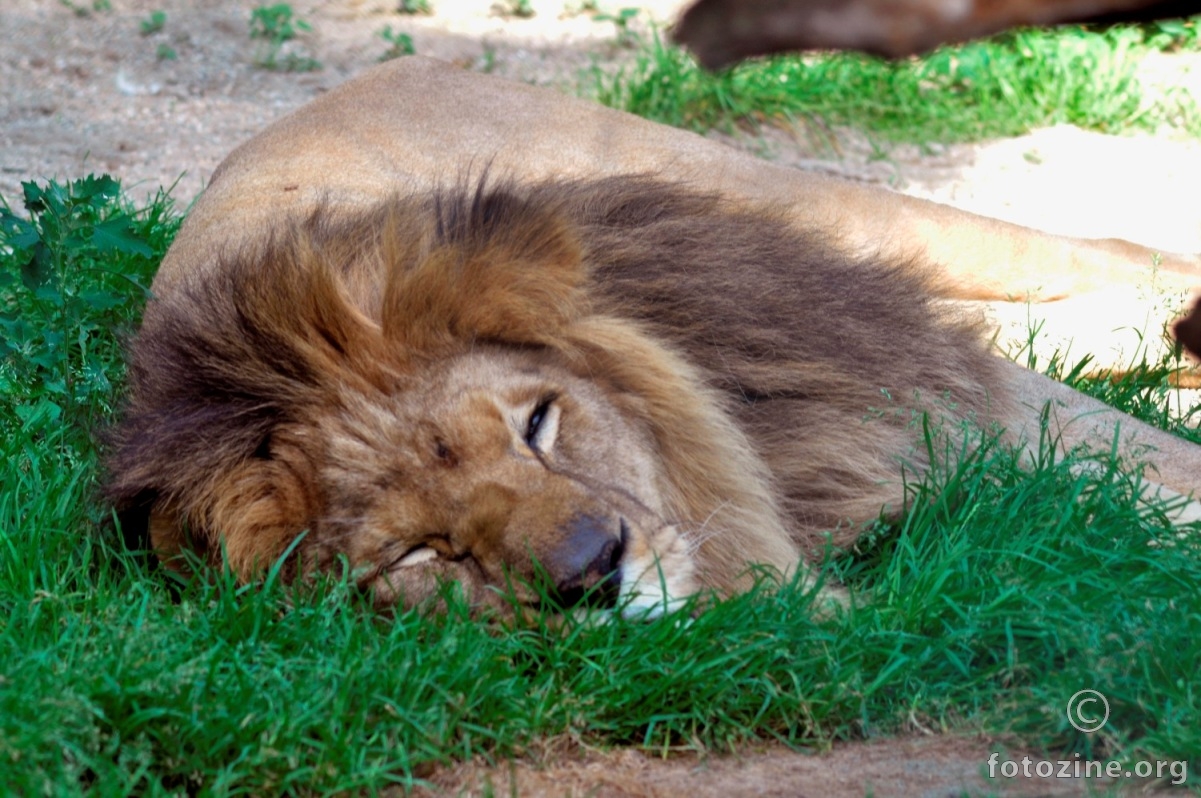Ne diraj lava dok spava
