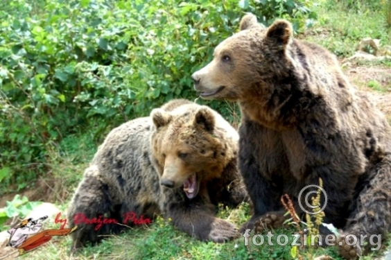 Medvjedi u Kuterevu