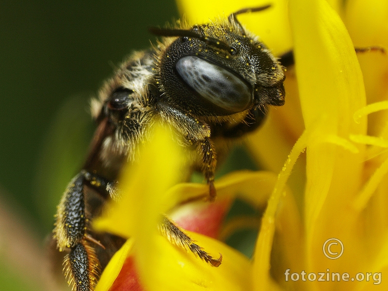 Pčela (ili pak osa?) :)