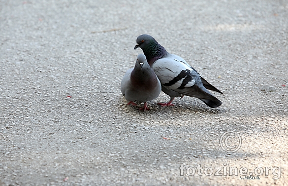 golubica i golub-ljubav