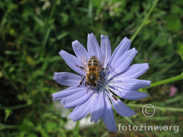 Pčela i cvijet-5