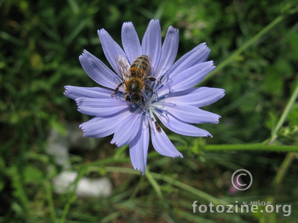Pčela i cvijet-4