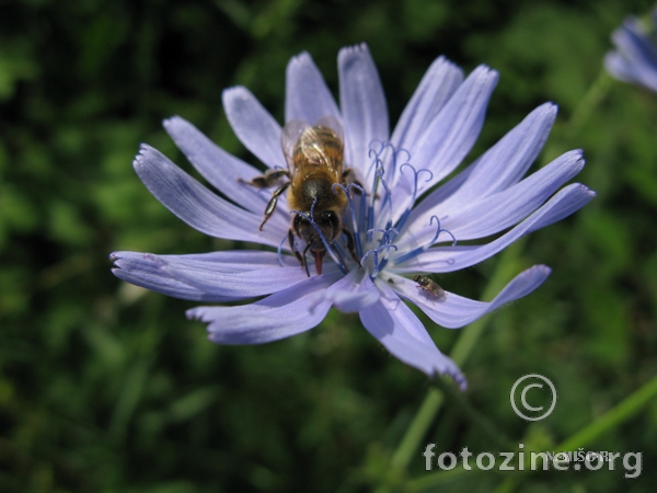 Pčela i cvijet-3