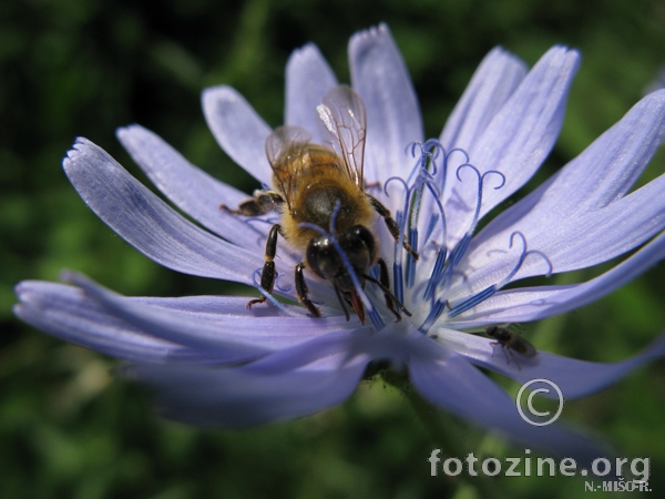 Pčela i cvijet-2