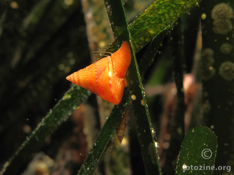 obojeni zvrk(Calliostoma zyziphinum)