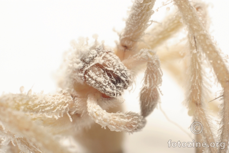 ice spider