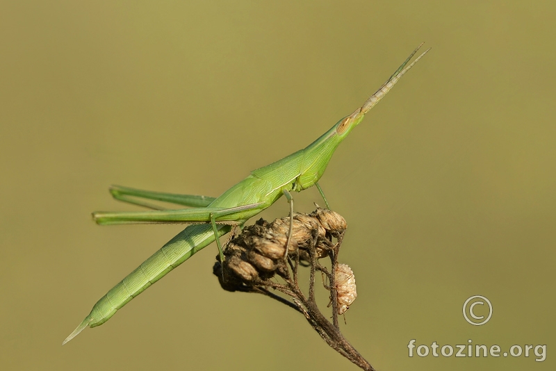  Acrida ungarica - Slunt Faced Grasshopper