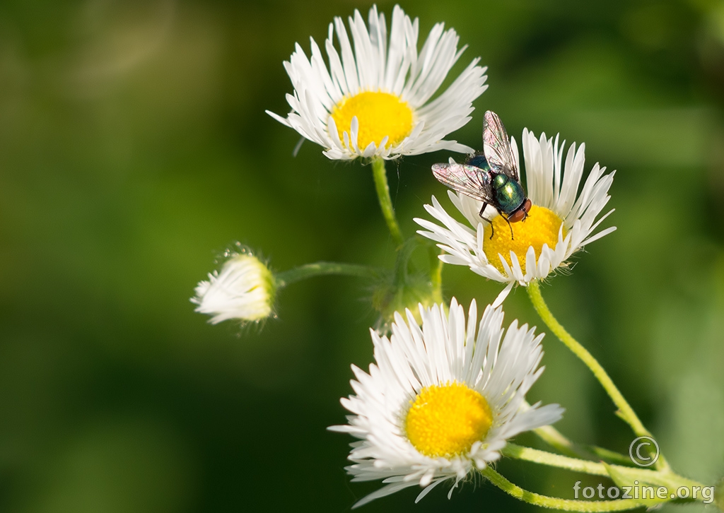 fly on flowers