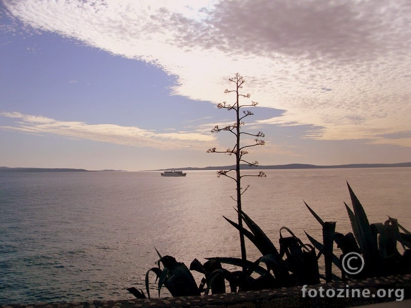 foto br. 541919