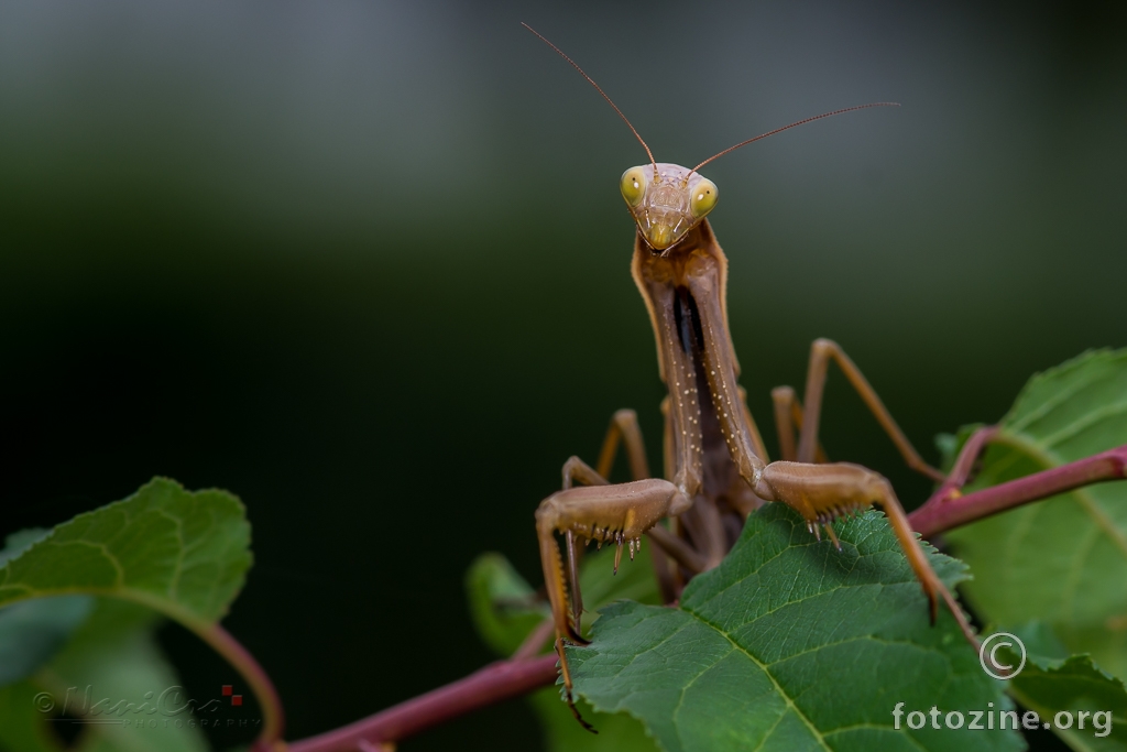 Mantis Mantis