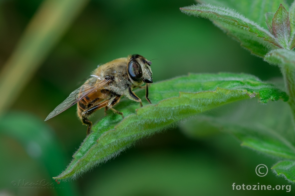 šatro pčela