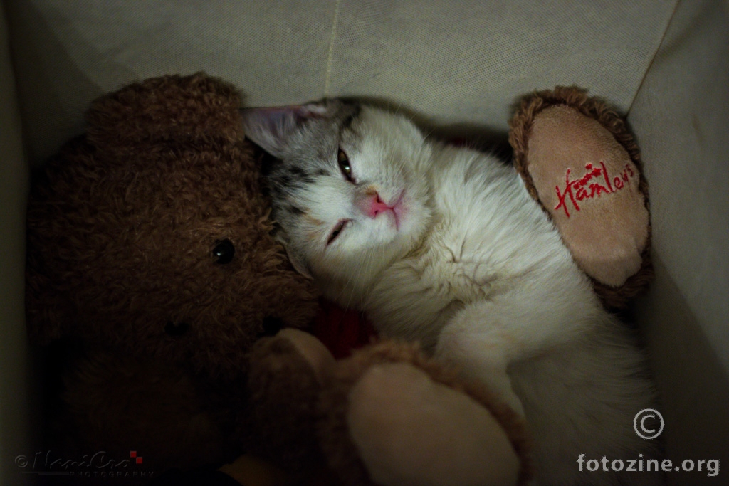 in Love with Teddy bear