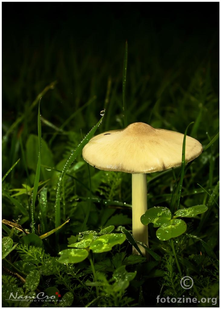fungi land