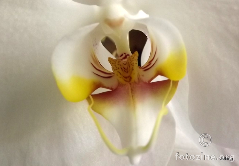 Unutrašnjost orhideje