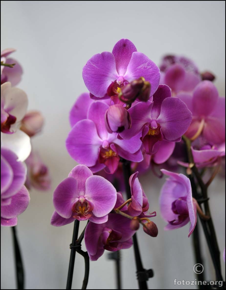 šuma orhideja