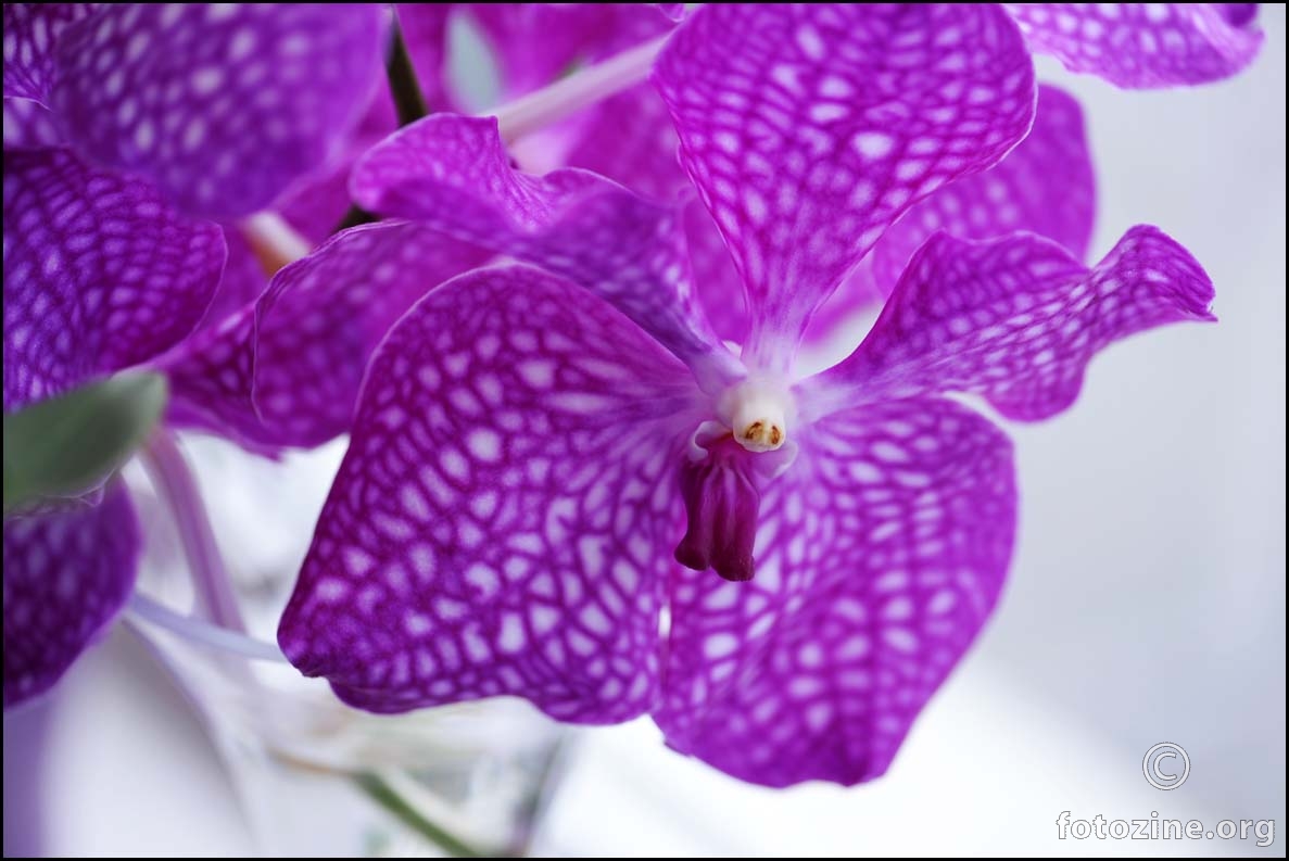 lila orhideja