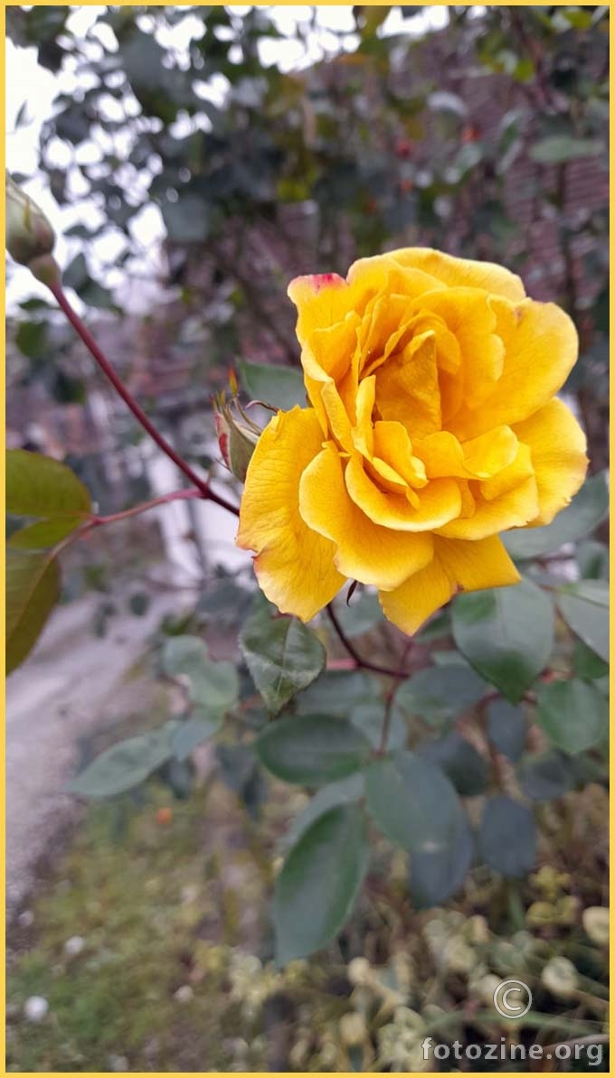 volim žute ruže