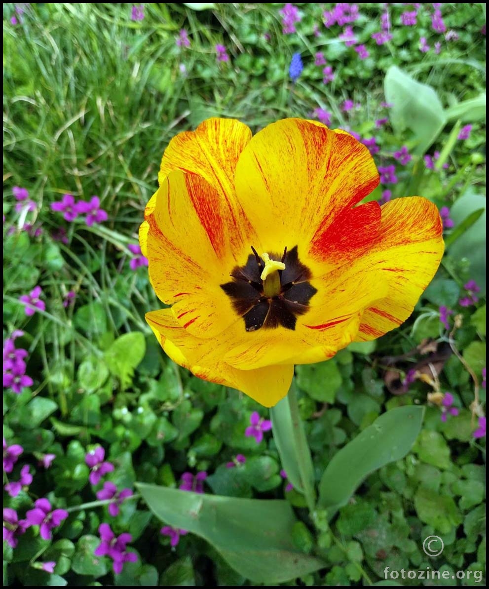šareni tulipan