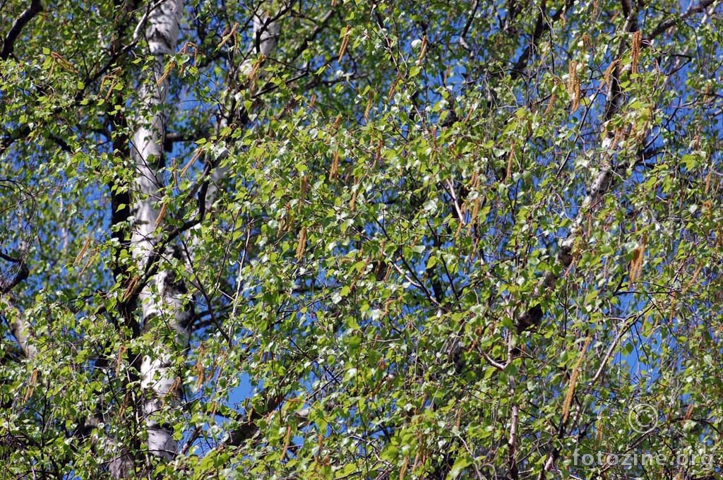 breza u proljeće