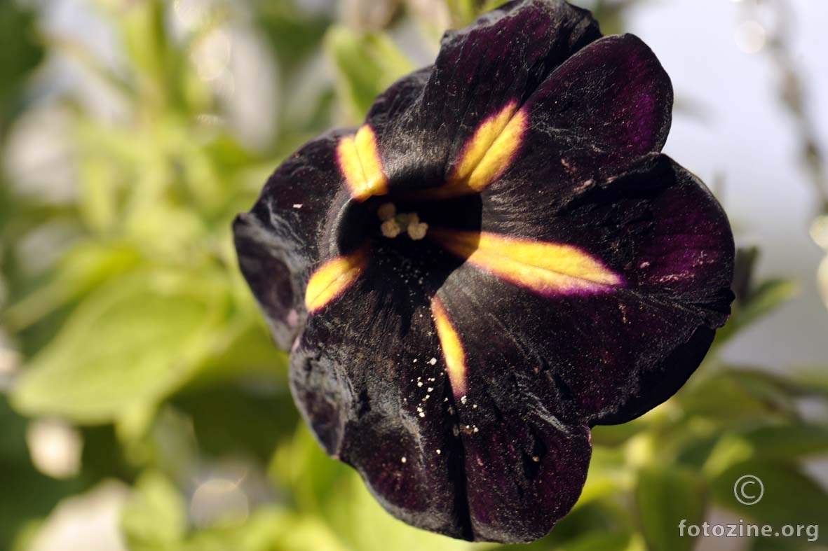 crni cvijet - 1