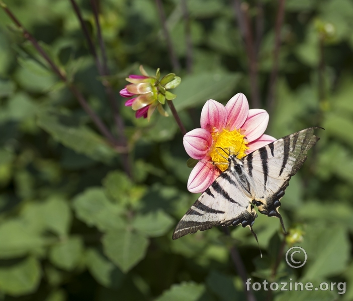 Papilio machaon_Lumbarda_08_2012
