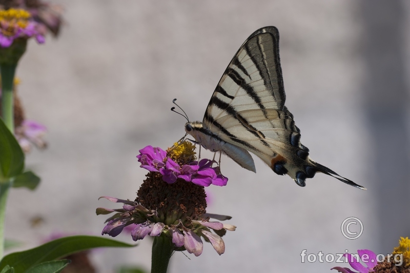 Papilio machaon_Lumbarda_08_2012
