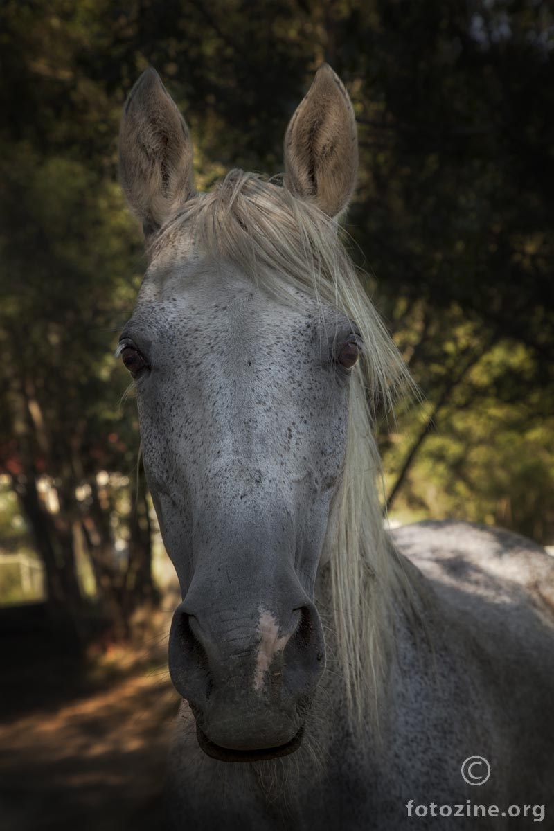 Areta, apsolutna vladarica, prekrasna mazna kobila, koja je odlučila da bude danas moj model. 