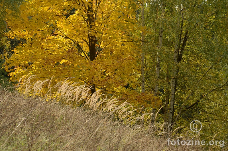 Javor, breze i trave