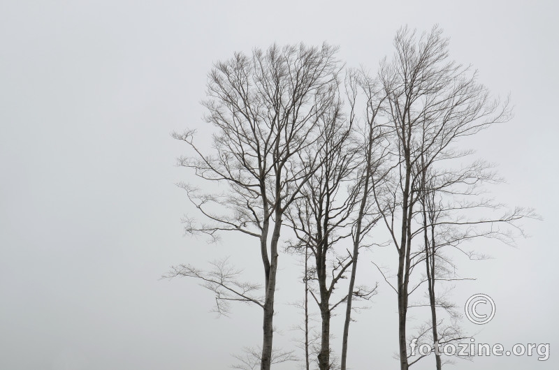 Stabla u magli