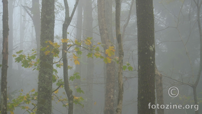 Lišće u magli