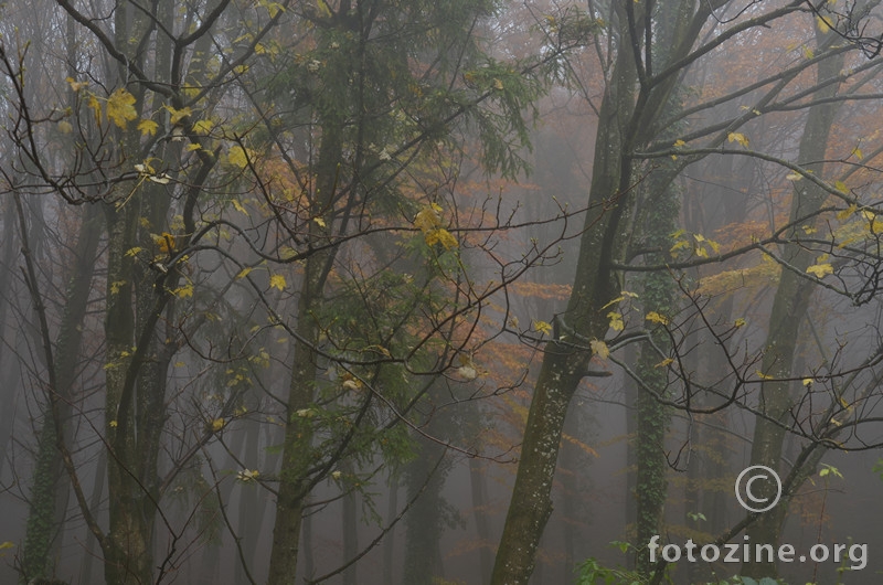 Krošnje, magla, jesen
