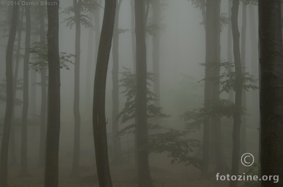 Magla u šumi