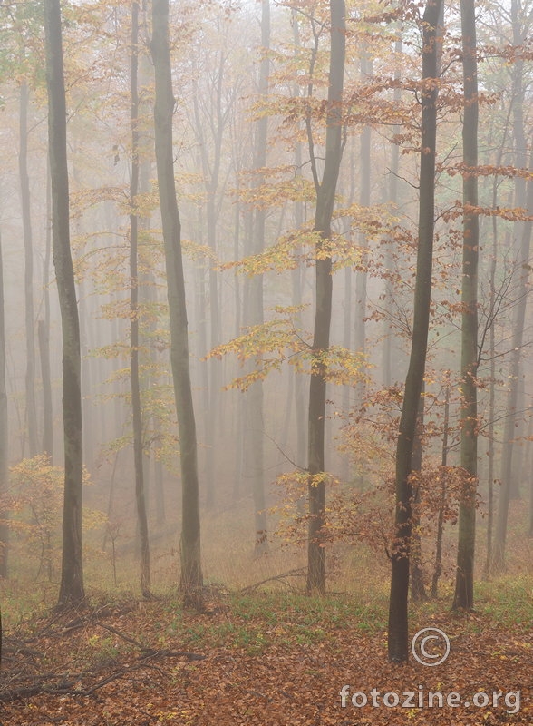 Magla u šumi