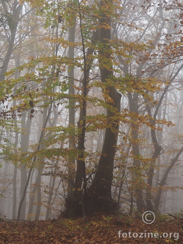 Stablo u magli