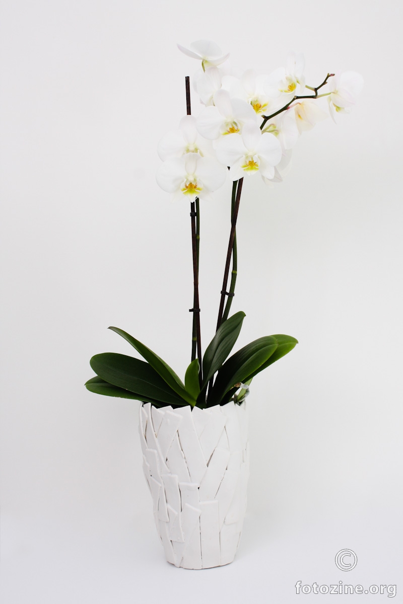Bijeli cvijet u vazi