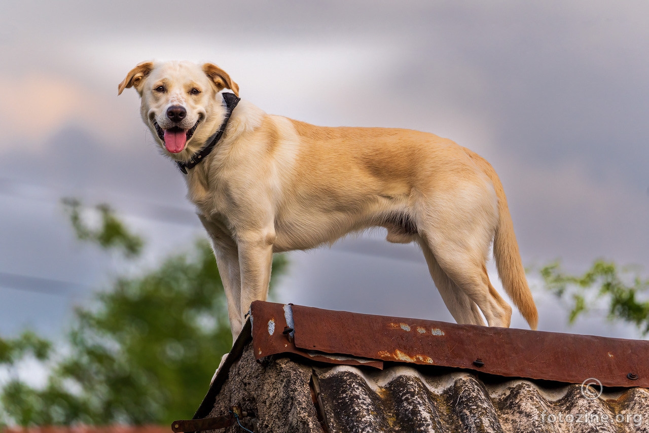 Dog on a cold tin roof