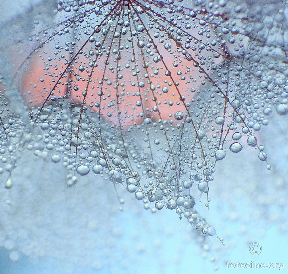 dandelion ♥
