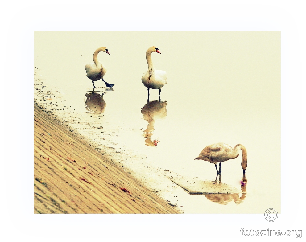 trio...