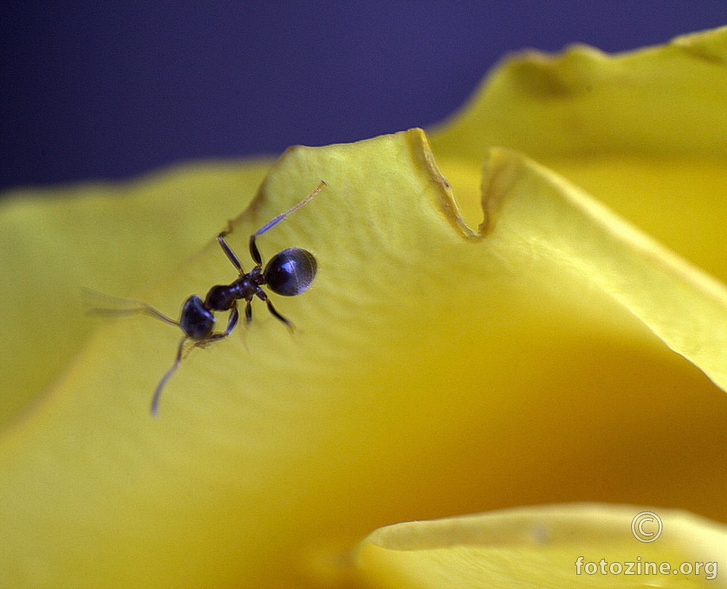 mali mrav..mali mrav...  :))