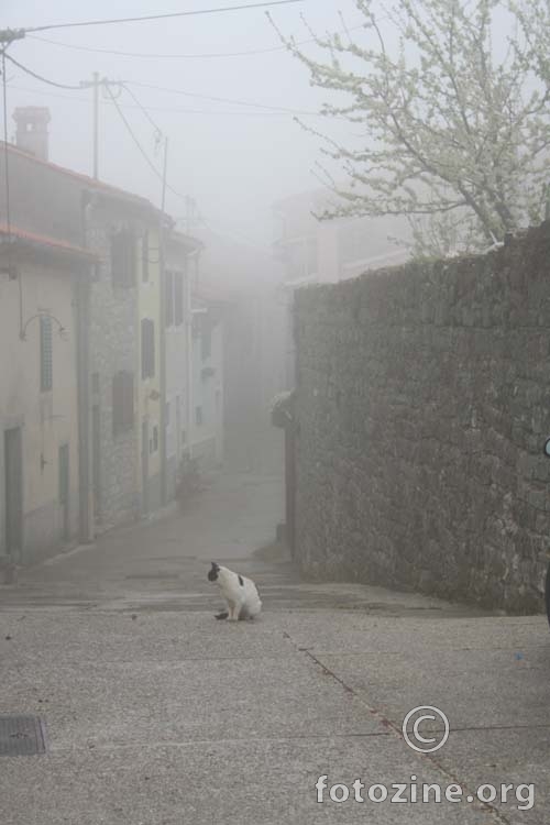Mačka u magli