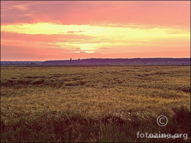 Slavonska žitna polja