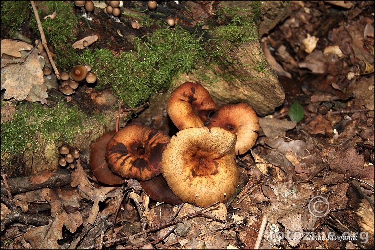 gljive u šumi 