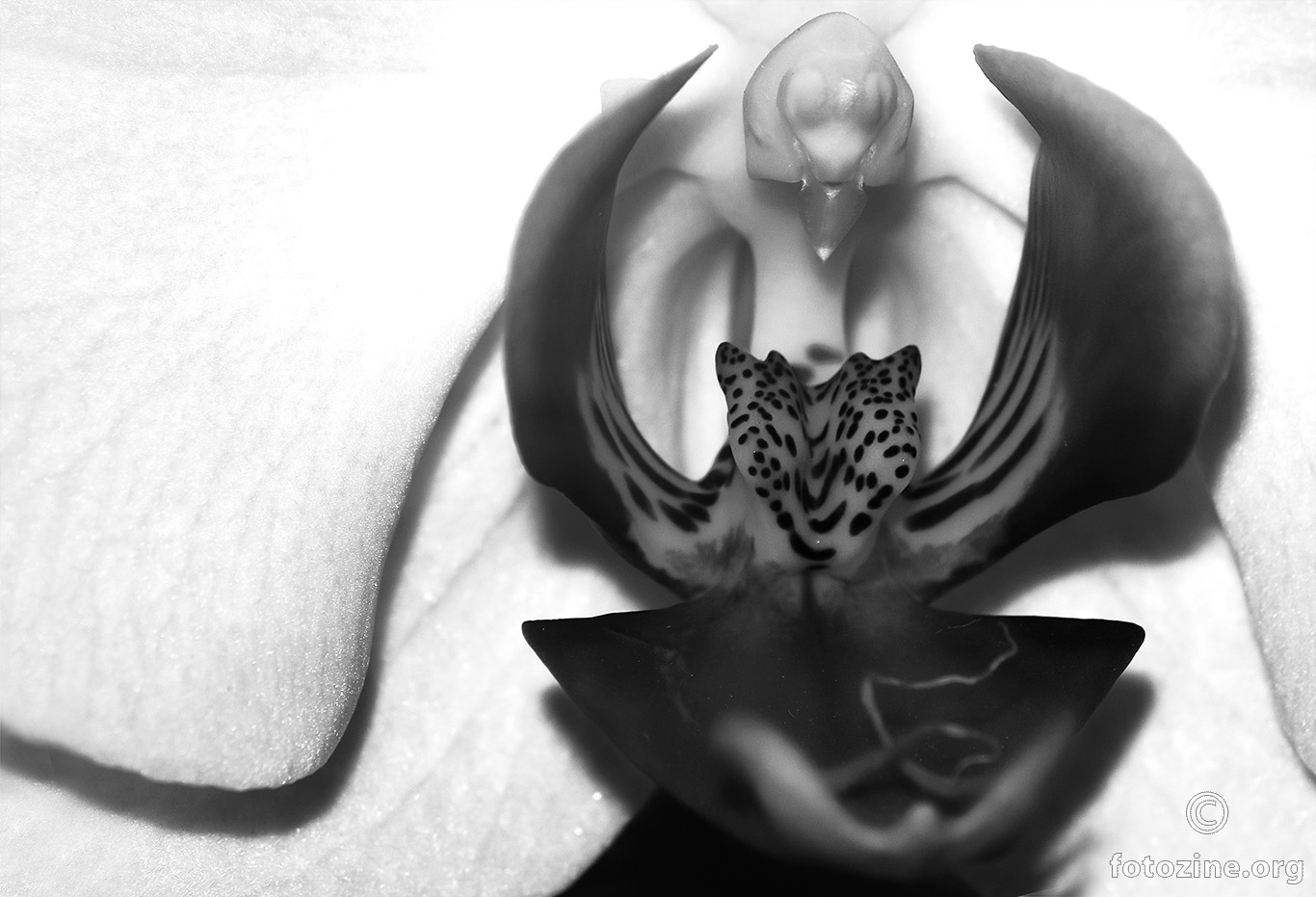 Crno bijela orhideja...!
