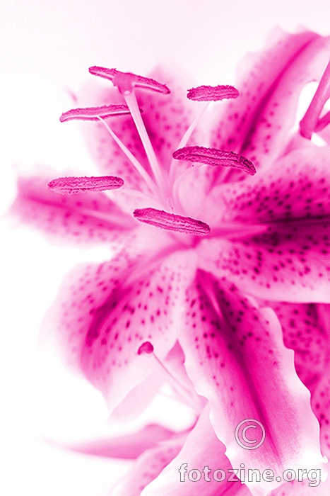 magenta lily